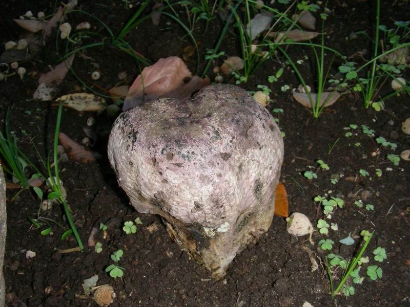 427 Agosto vecchio ritrovamento